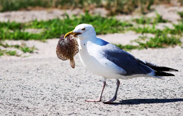 Gaivota de pé numa estrada com um peixe na boca — Fotografia de Stock