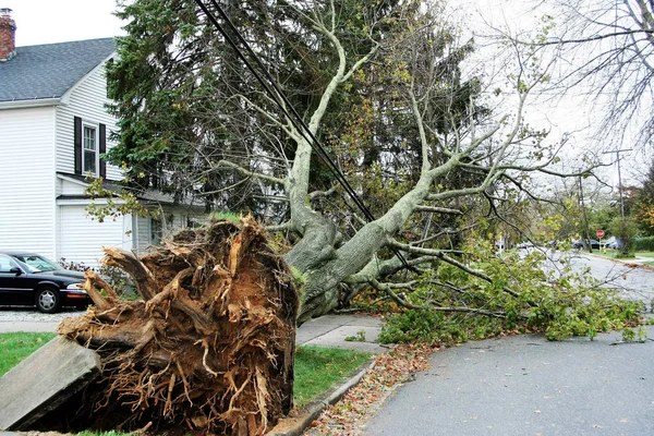 El árbol se estrella contra el suelo — Foto de Stock