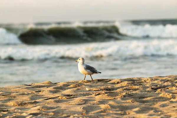 Måsen på strand med grov surf i bakgrunden — Stockfoto