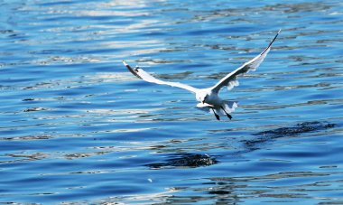Martı bunker balık ve uzak flys yakalar