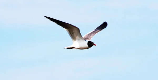 Um tern voando no céu — Fotografia de Stock