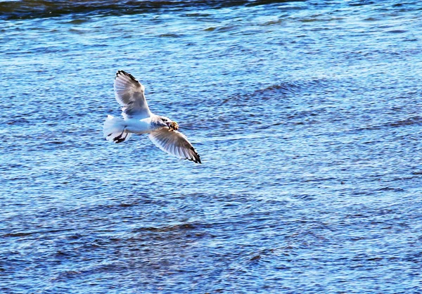 Gaivota voando com uma concha na boca — Fotografia de Stock