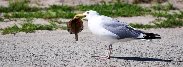 Mås med en brun fisk i munnen — Stockfoto