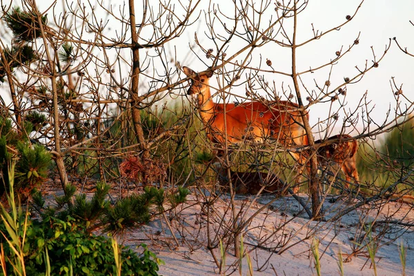 Yound jelen při západu slunce na Fire Island — Stock fotografie