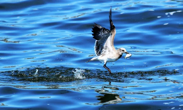 Uma gaivota a apanhar um peixe — Fotografia de Stock