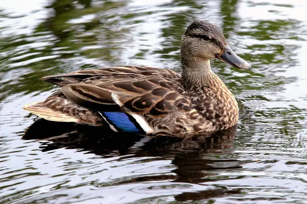 Pato real hembra flotando en un estanque — Foto de Stock