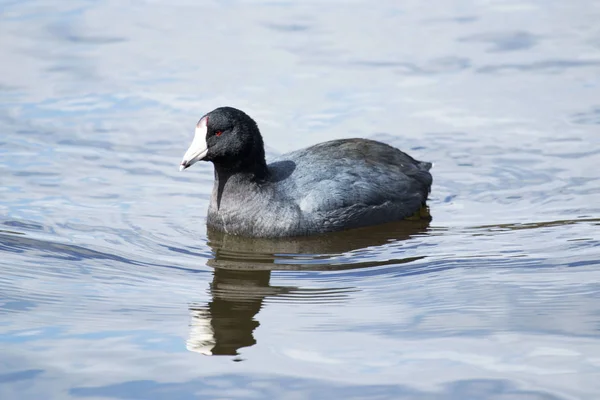 American Coot Duck — Stock Photo, Image