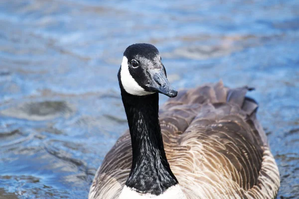 Kanadagås tittar på dig — Stockfoto