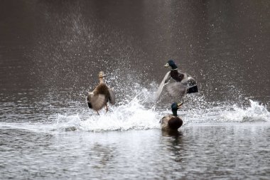 İki erkek havuzumda erkek üzerinde mücadele