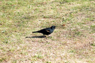 kırmızı siyah kuş çimenlerin üzerinde yürüyüş kanatlı