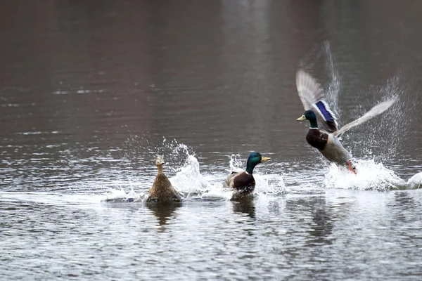 Patos Mallard machos luchan por las hembras — Foto de Stock