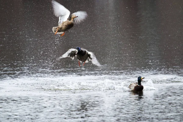 Mallard patos luchando en un estanque —  Fotos de Stock