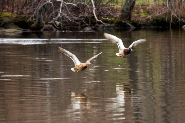 Két kacsa, flying nagyon közel van a tó — Stock Fotó