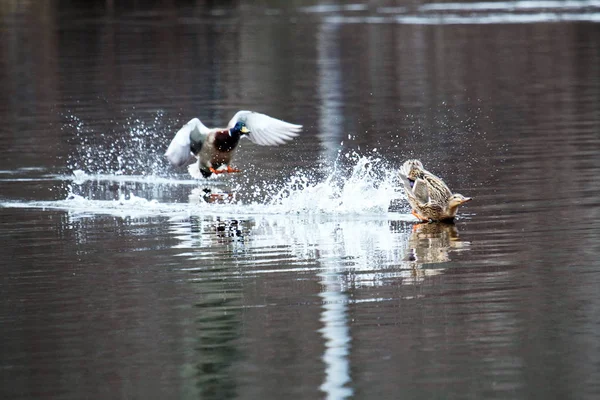 Patos aterrizando en un lago —  Fotos de Stock