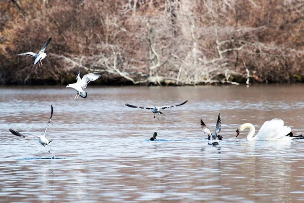 Aves activas jugando en un lago —  Fotos de Stock