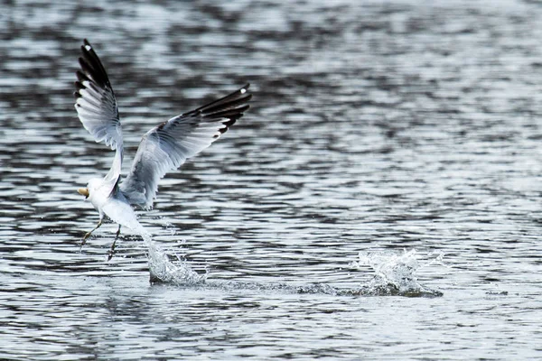 海鸥抓住一些面包从水 — 图库照片