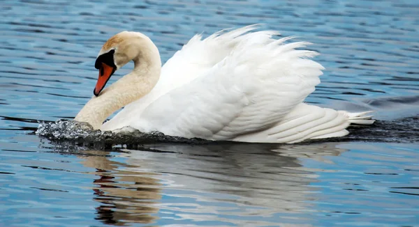 Swann simma snabbt i en sjö — Stockfoto