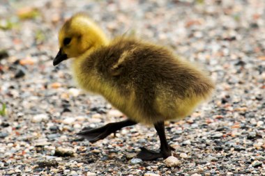 Çok genç gosling patikadan kayalar ile geçiş