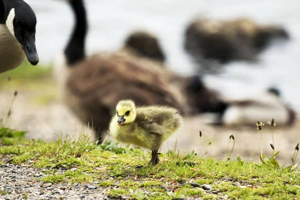 Gosling mendapatkan kemerdekaan — Stok Foto