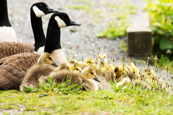 Ich sehe dich — Stockfoto