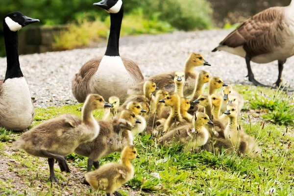 Familia de gansos — Foto de Stock