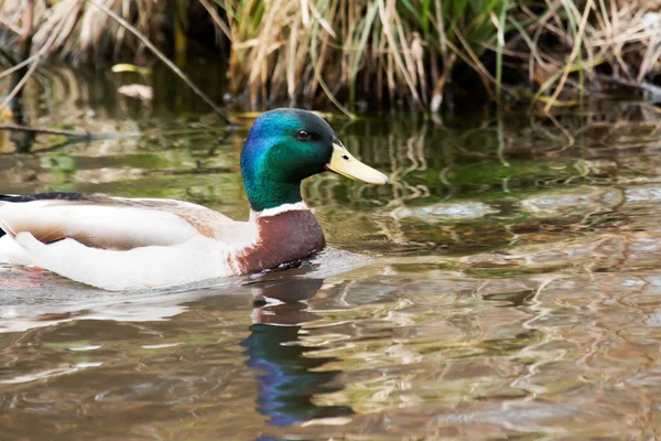 Mallard de cerca en el pantano —  Fotos de Stock