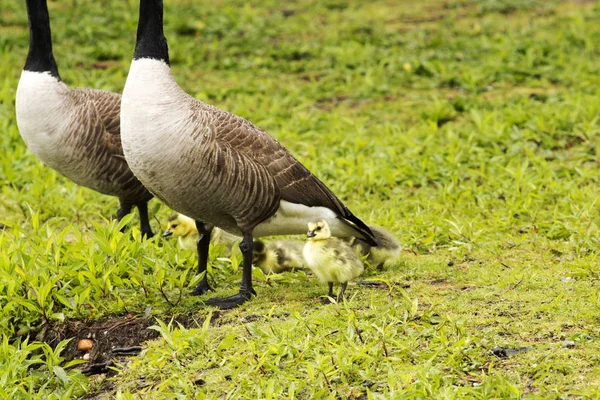 Gänsebabys mit Mama und Papa — Stockfoto