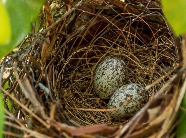 Kardinál vejce v hnízdě — Stock fotografie