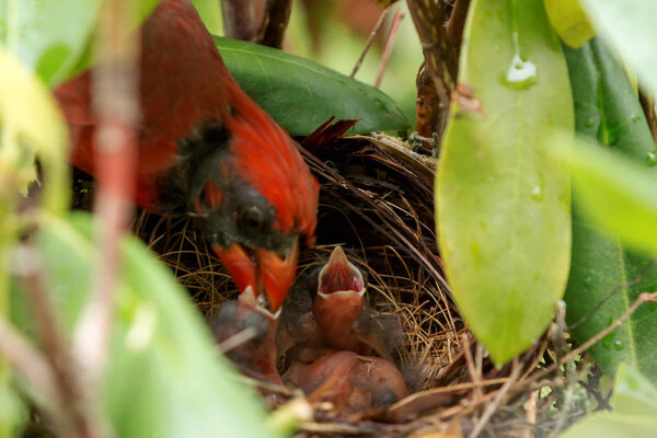 Male Cardinal feeds new born birds