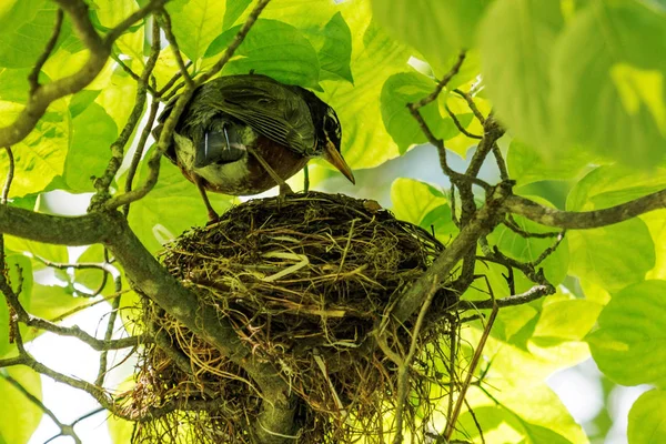 Robin de raza roja en un nido de aves — Foto de Stock