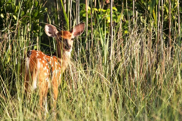 İdam kararını iletmek arkasında ses ne bakar