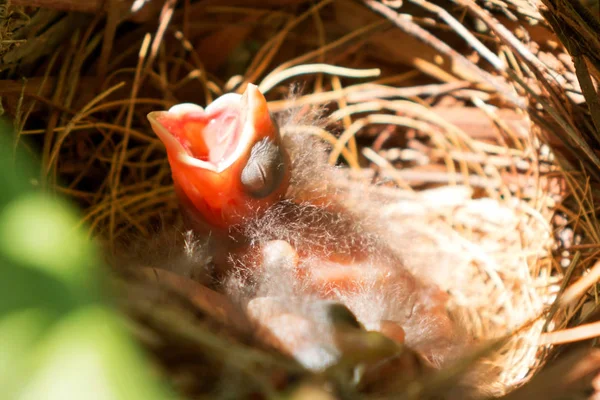 Cardenal bebé de tres días en nido con la boca abierta — Foto de Stock