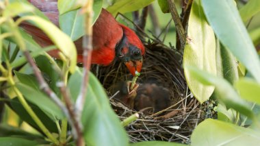 Bir catapillar besleme onun genç erkek Kardinal