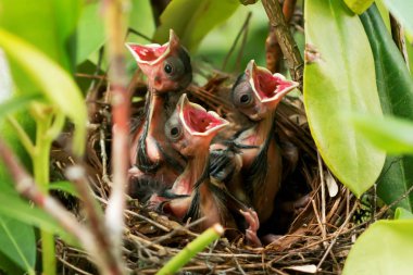 Üç bebek Kardinaller geniş ağızlı yuvadaki açın