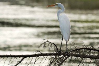 Heron, su bakan bir dalda duran ak balıkçıl