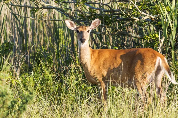 Geyik Fire Island üzerinde