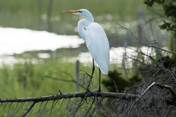 Büyük beyaz Heron ayakta su bakan dal