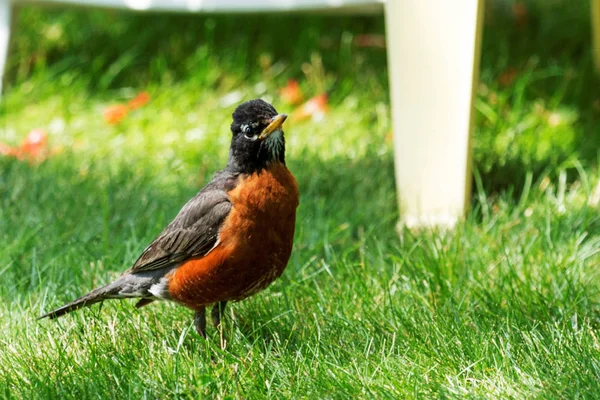 American red breasted robin — Stock Photo, Image