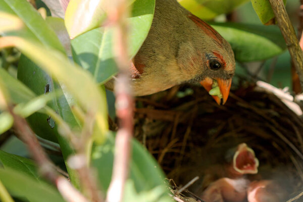 Female cardinal bird brings food to the nest