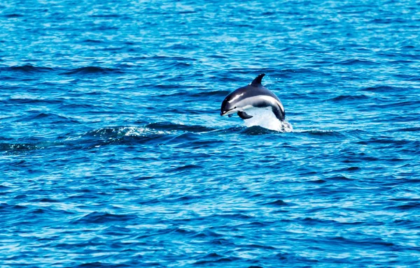 Yunus ana Atlas Okyanusu'nda dışarı atlama