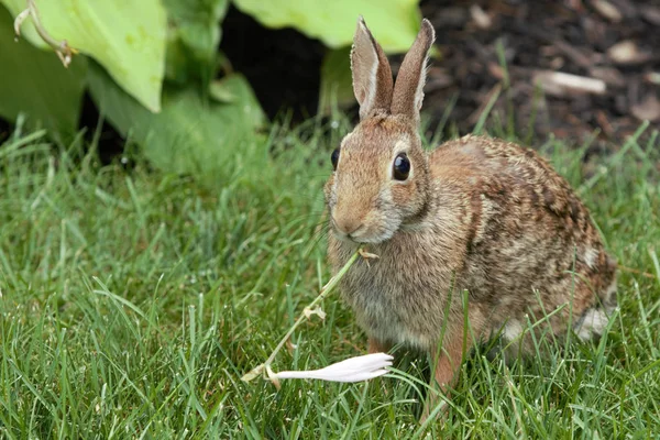 Rabbit eating a flower — Stock Photo, Image