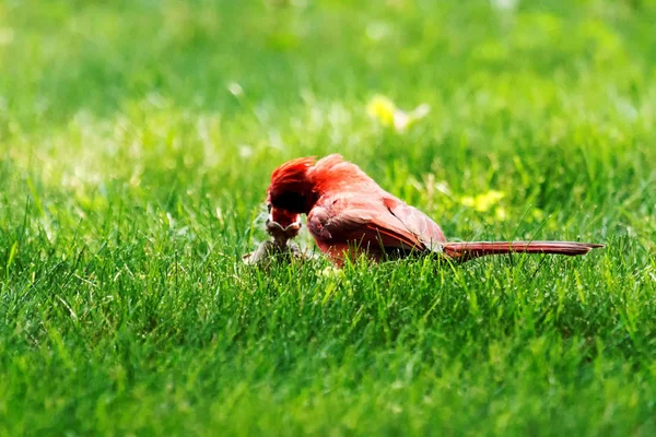 Hombre cardenal alimentando a su polluelo en un césped verde — Foto de Stock