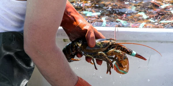 Close up of a Maine lobster being sorted on a fishing boat — Stock Photo, Image