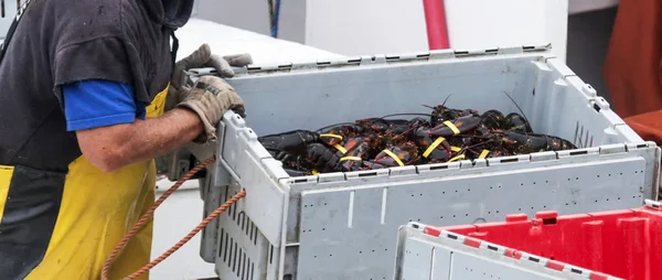 Langostas recién atrapadas en Maine a punto de ser vendidas en los muelles — Foto de Stock