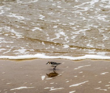 Atlantik Okyanus kenarında kum kuşu