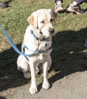 Trainined bir park olan körler için rehber köpek