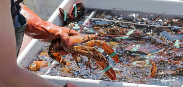 一只活的缅因州龙虾被拉出一箱龙虾 — 图库照片