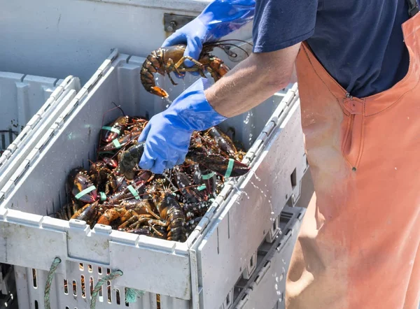 活缅因州龙虾被放置在一个 bin 出售在市场上 — 图库照片