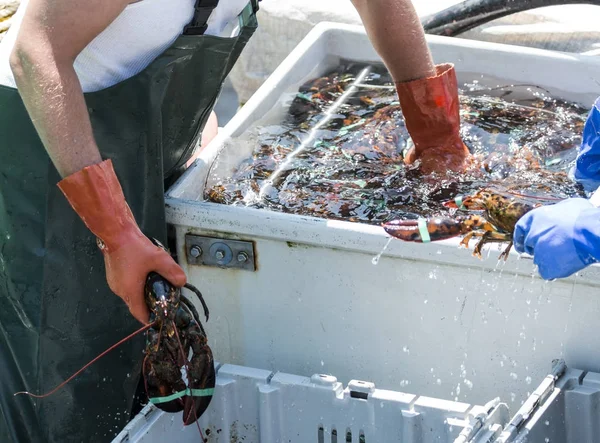 Langosta pescador llegar en agua llena cubo de langosta viva — Foto de Stock