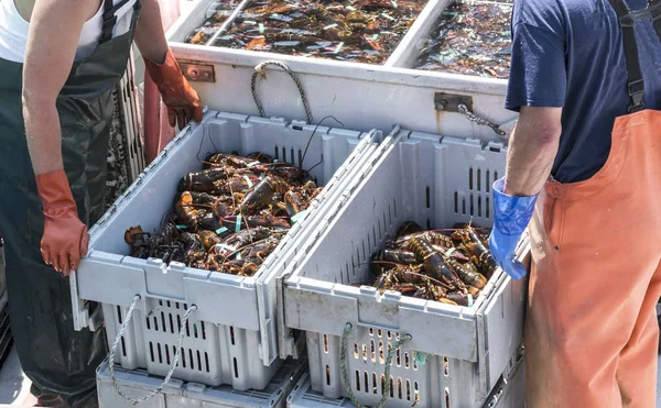 两个满满一箱的缅因州活龙虾准备上市 — 图库照片